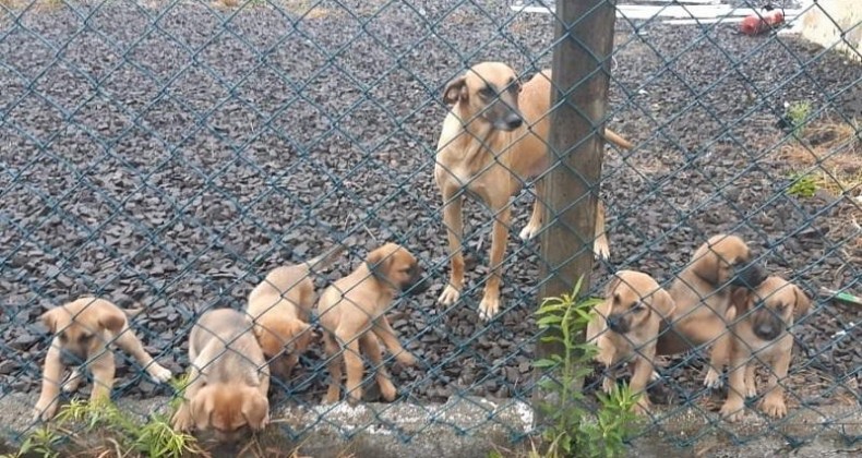 CADELA MALTRATADA VIRA MASCOTE DA PRF EM CONCÓRDIA E TEM 12 FILHOTES