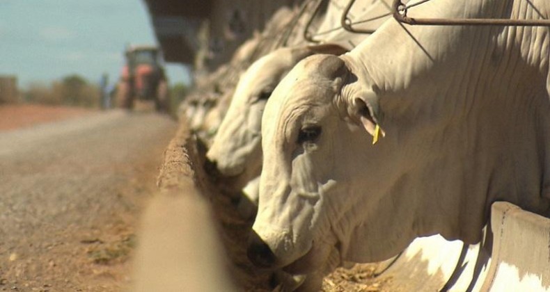 DOENÇA BOVINA É DETECTADA EM PROPRIEDADES RURAIS DE PINHALZINHO