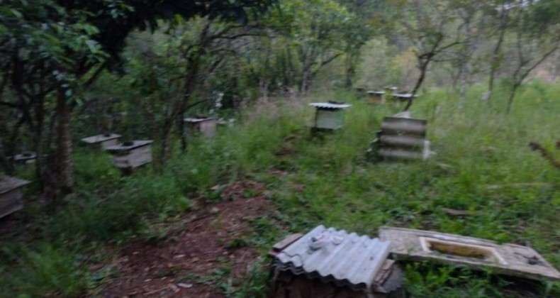 Homem morre após ser atacado por enxame de abelhas em Santa Catarina