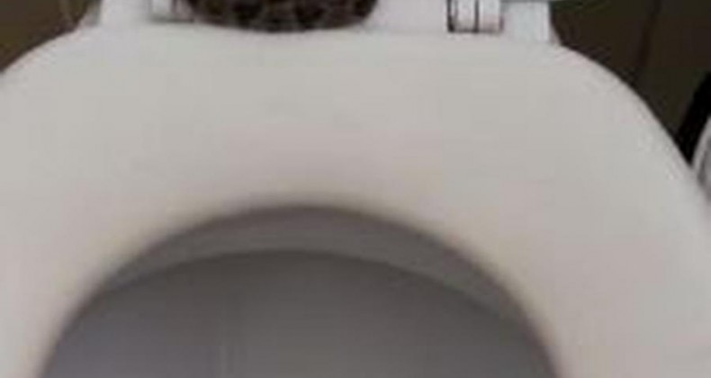 Cobra é encontrada em vaso sanitário de metalúrgica em SC