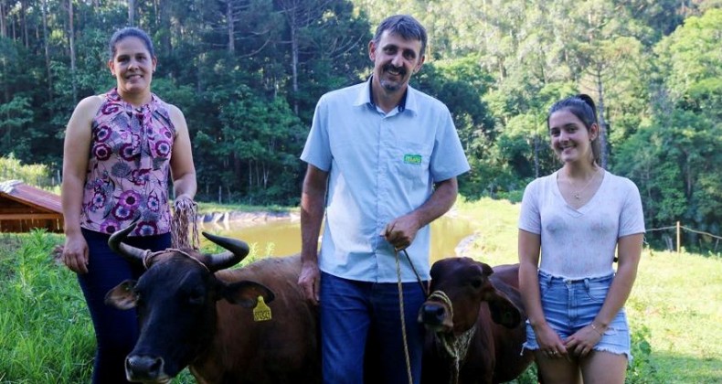 MINI VACAS CHAMAM A ATENÇÃO E SE DESTACAM POR CHARME DA ESTATURA