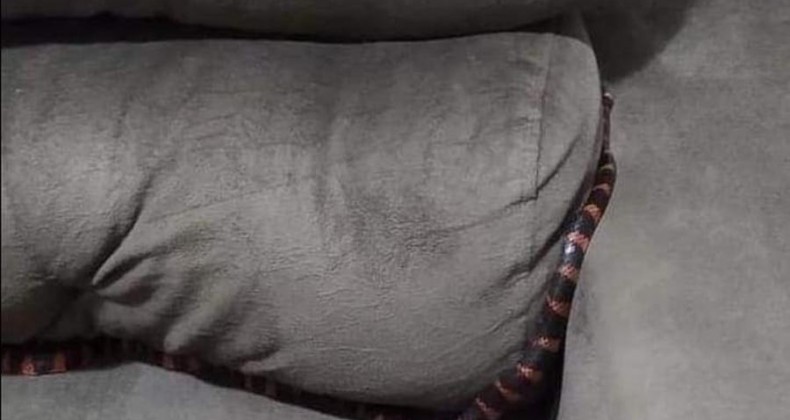 Mulher acorda com cobra sobre o corpo em SC.