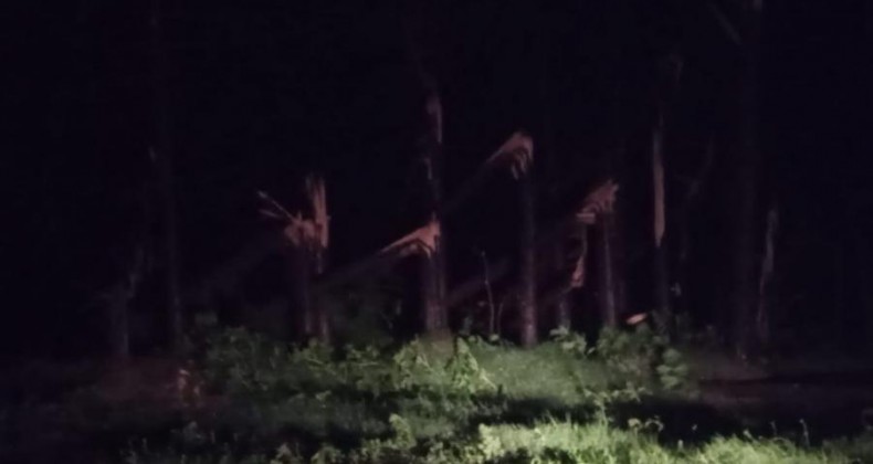 Queda de árvores após temporal bloqueia tráfego na BR-282