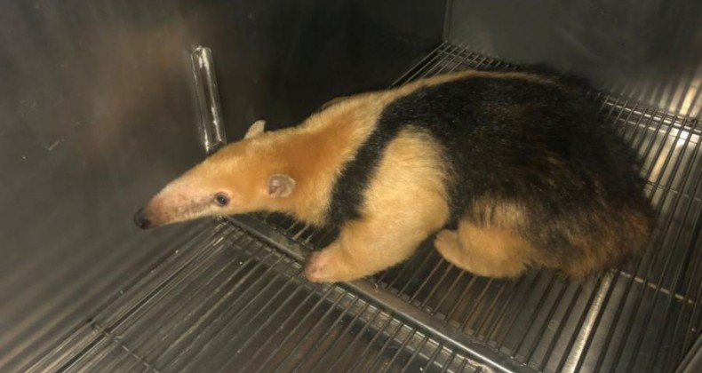 Tamanduá-mirim é resgatado no Oeste de Santa Catarina