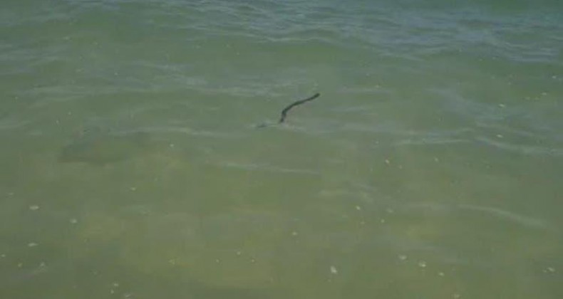 Cobra? Animal misterioso é flagrado em praia de SC e intriga moradores