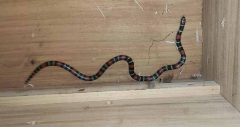 Cobra coral é encontrada dentro de casa no Oeste de SC