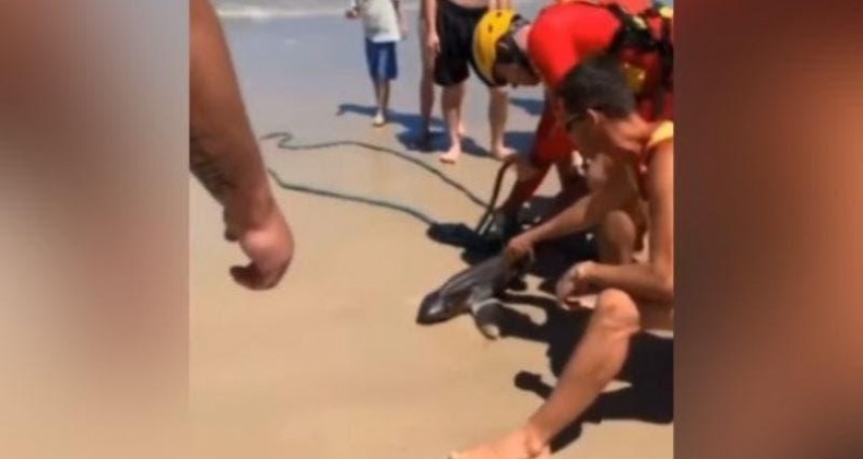 Filhote de tubarão aparece em praia de Itapema e assusta banhistas