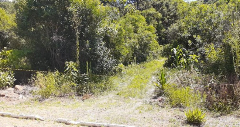 Idoso morre após ser atingido por árvore no Oeste de Santa Catarina