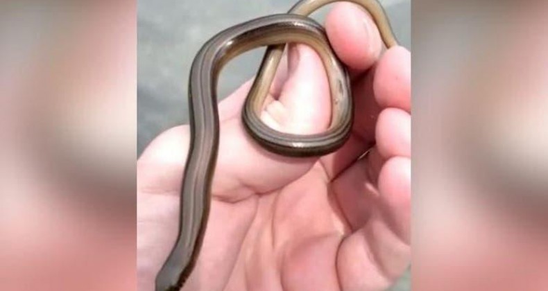 Lagartos com aparência de cobra são encontrados em Jaraguá do Sul