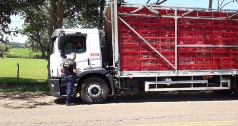 TRANSPORTE DE CARGAS VIVAS SÃO FISCALIZADAS NA SC-160 EM PINHALZINHO