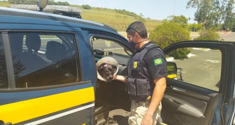 CADELA ABANDONADA, DEBILITADA E FERIDA É SALVA NO RIO GRANDE DO SUL