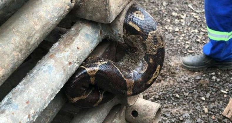 Jiboia é encontrada em carga de tubos em Chapecó