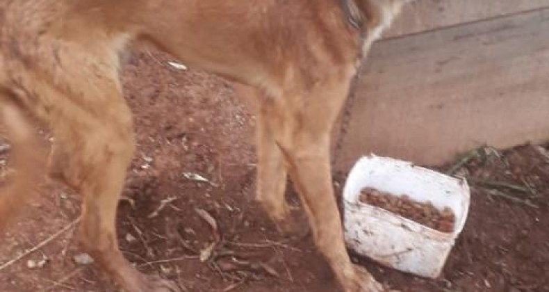 NAPA realiza segunda prisão por maus-tratos de animais em Chapecó