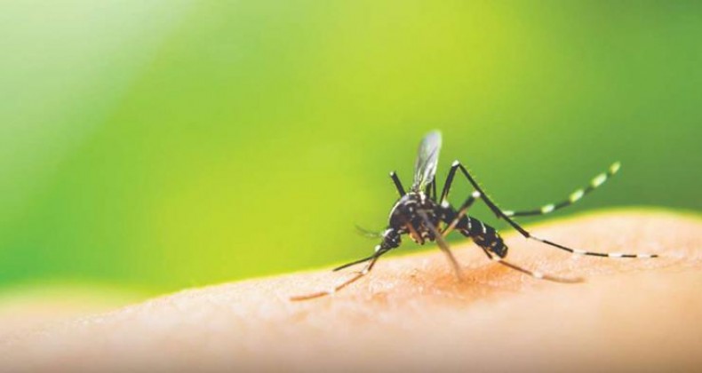 Águas Frias confirma seu primeiro caso de Dengue de 2022