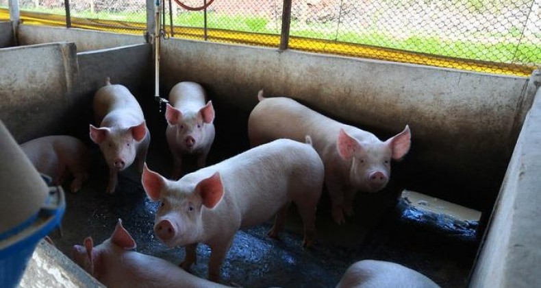 CANADÁ ABRE MERCADO PARA CARNE SUÍNA PRODUZIDA EM SANTA CATARINA