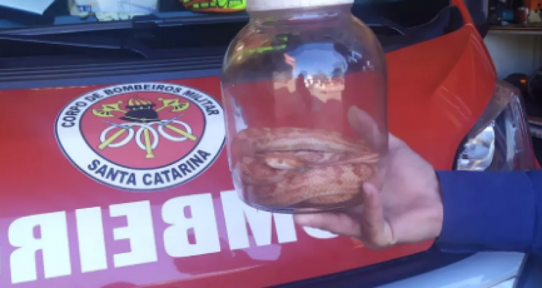 Cobra americana rara no Brasil é capturada em terreno no Oeste de SC