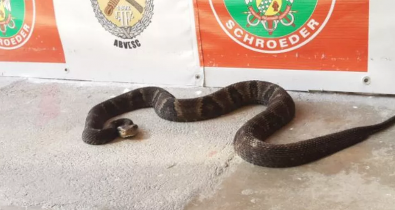 Cobra venenosa é capturada por bombeiros no pátio de casa em SC