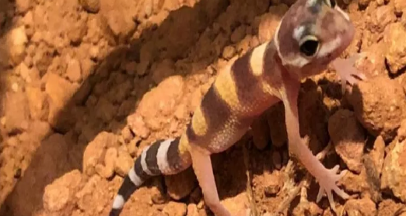 Espécie exótica de lagartixa nasce em recinto adaptado de zoo em SC