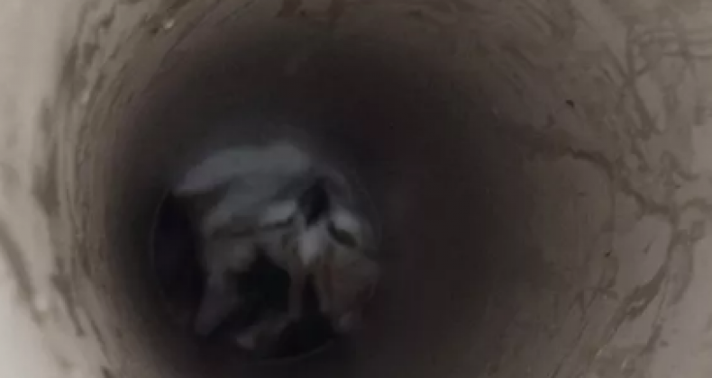 Filhote de gato é resgatado após ficar preso em encanamento em SC