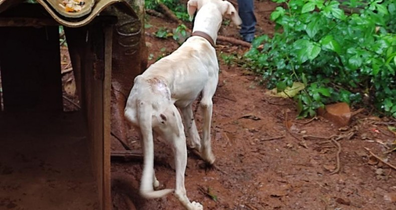 Homem é preso em Nova Erechim por maus tratos à animais