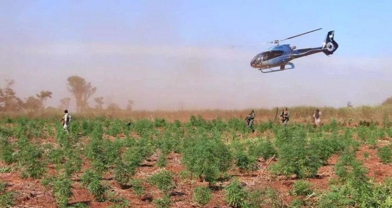 PARAGUAI MANDA PARA O BRASIL 90% DA MACONHA QUE PRODUZ