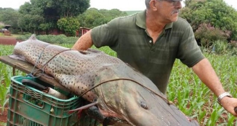 PESCADOR CAPTURA PEIXE 'PINTADO' GIGANTE DE 40 QUILOS NO PARANÁ
