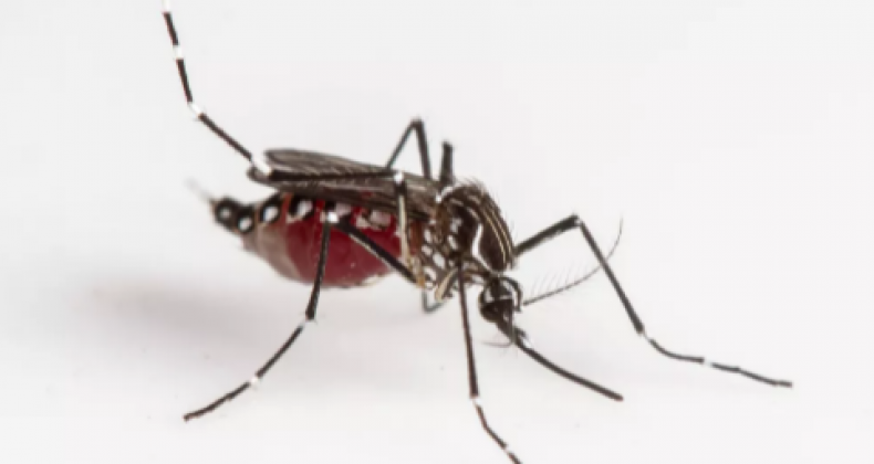 Por causa da dengue, Chapecó decreta situação de emergência