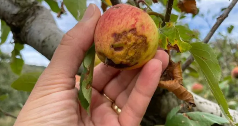 Prejuízo causado pela seca na agricultura sobe para R$ 4,2 bilhões em SC