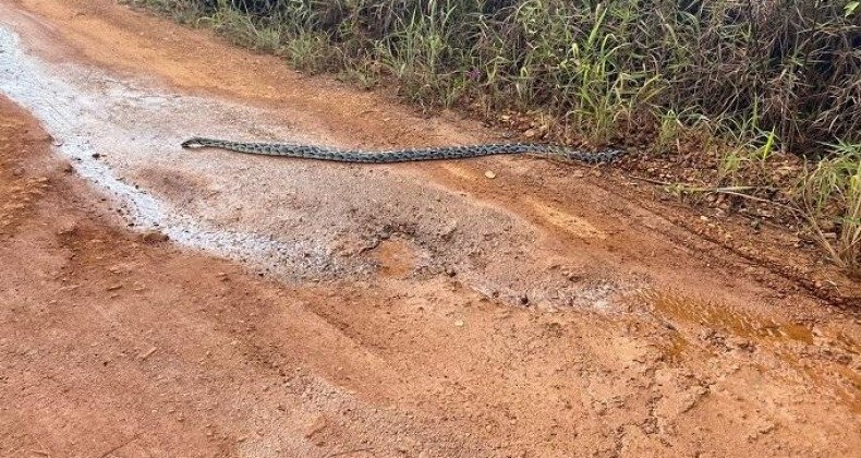 COBRA PÍTON SOLTA POR ENGANO É RECUPERADA PELA POLÍCIA MILITAR
