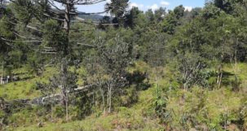 Homem morre após ser atingido por árvore no Oeste