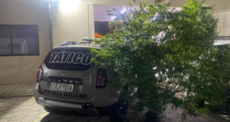 Polícia avista planta de maconha em casa e a apreende no Sul de SC