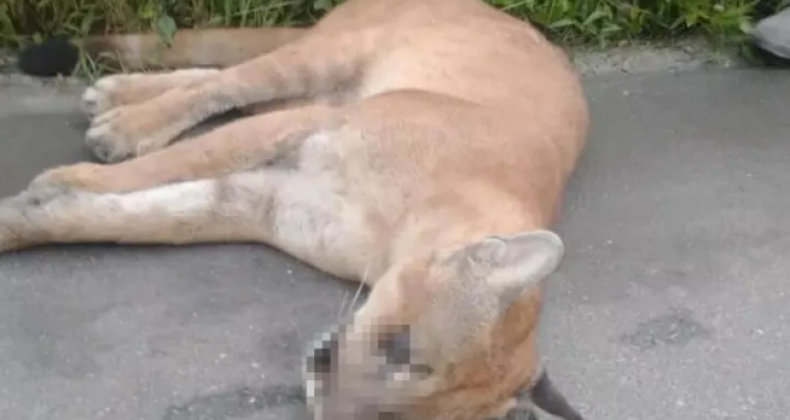 Puma ameaçado de extinção morre atropelado em rodovia de SC
