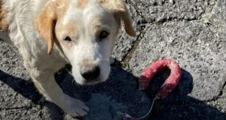 Cachorro é flagrado entrando em padaria e roubando salame em Criciúma