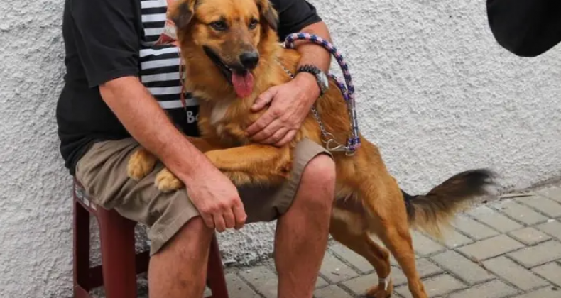 Mês do vira-lata caramelo é aprovado em Florianópolis; entenda lei
