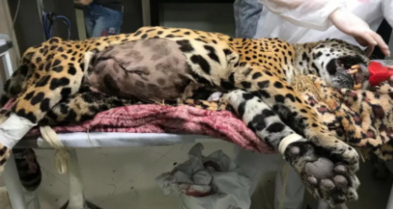 Onça-pintada de 25 anos passa por cirurgia para retirada de tumor em SC