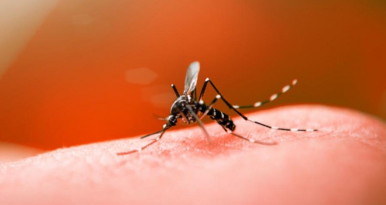 Primeira morte por Dengue é registrada em Nova Erechim