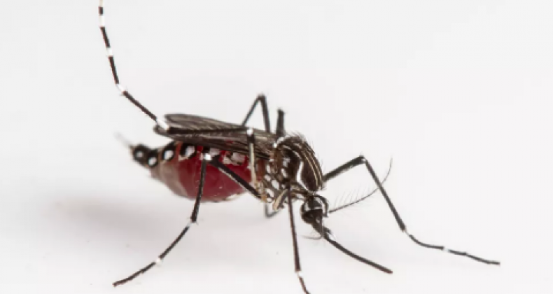 SC chega a 26 mortes por dengue em 2022