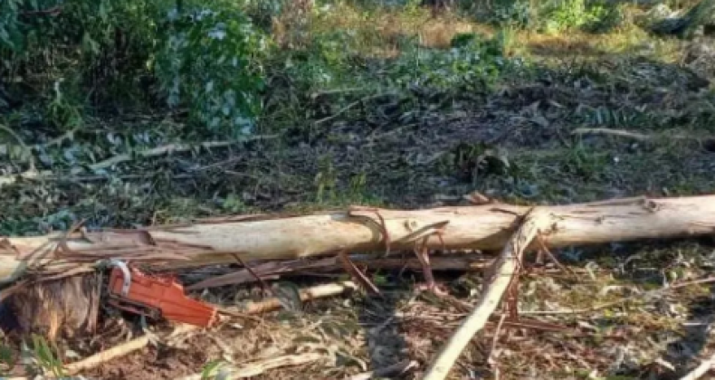 Trabalhador morre após ser atingido na cabeça por árvore em SC