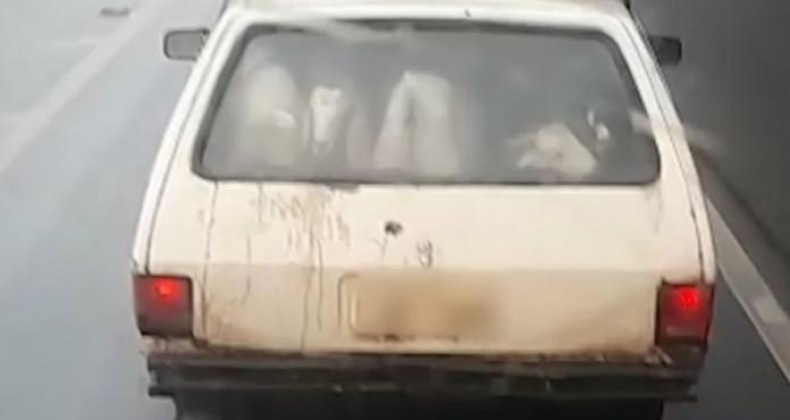 Cabras são transportadas em porta-malas de carro na BR-282