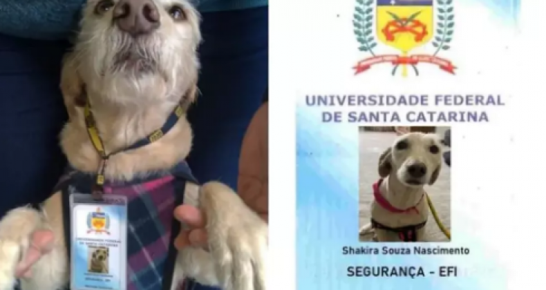 Cachorra ganha crachá de funcionária da UFSC e viraliza