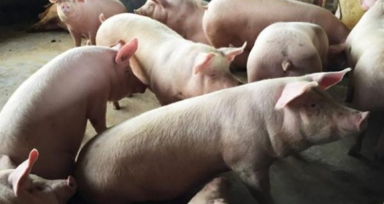 Carne de porco foi a única que teve queda de preço nos últimos 12 meses