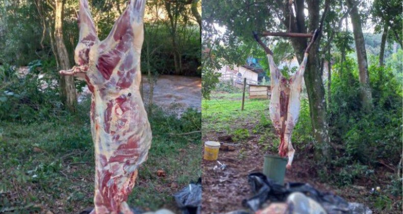 Quatro homens são presos em flagrante pelo crime de abigeato em Chapecó