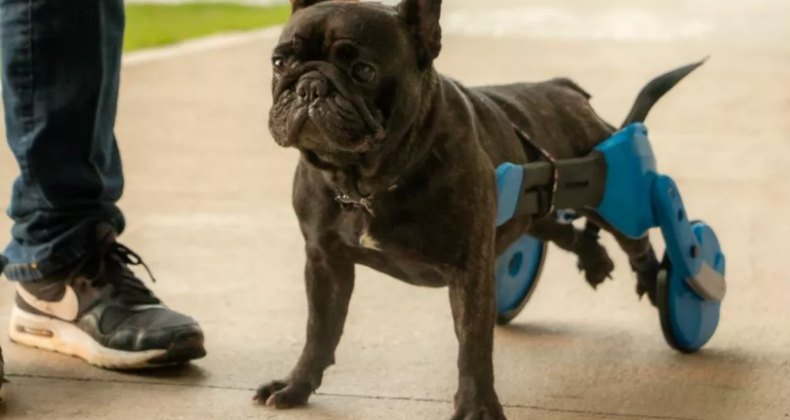 Aluno da UFSC desenvolve cadeira de rodas para cães inspirada em carros esportivos