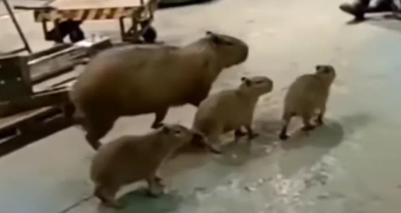 Capivara e filhotes são flagrados passeando em empresa de SC