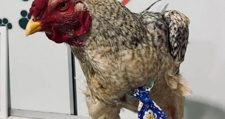 GALO É LEVADO A PET SHOP, GANHA GRAVATA E SAI PERFUMADO