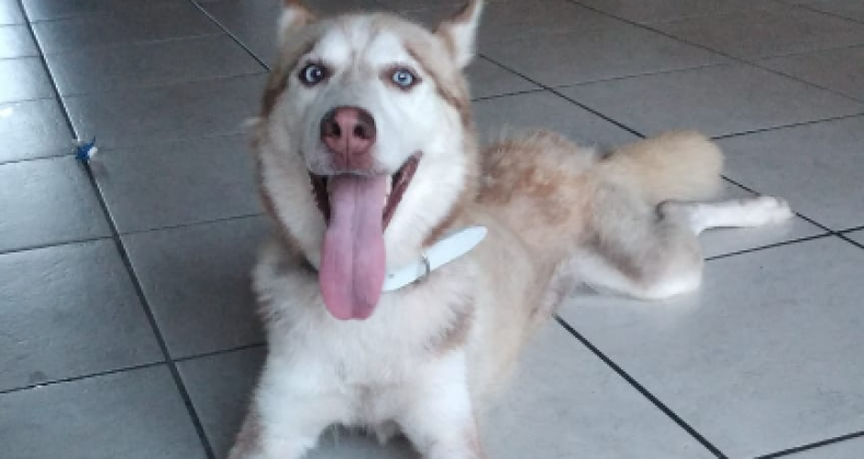 CÃES TÊM ‘FINAL FELIZ’ APÓS VIVEREM EM CANIL CLANDESTINO