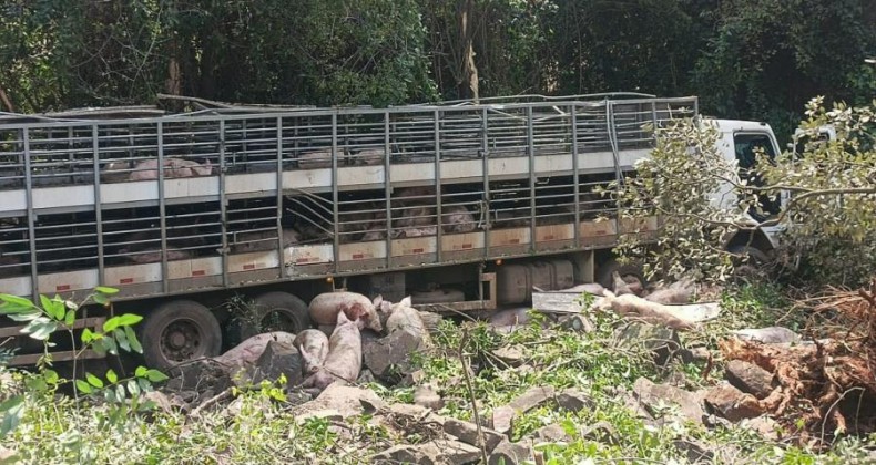 Caminhão carregado de suínos capota na BR 282 em Chapecó