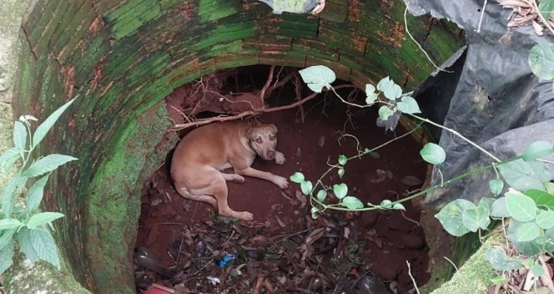CARAMELO CAI EM POÇO DESATIVADO E DÁ ‘AJUDINHA’ A RESGATE