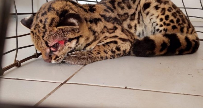 FELINO CONFUNDIDO COM ONÇA É SALVO NA SC-160 EM SALTINHO