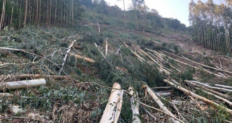 Queda de árvore mata trabalhador no Oeste de SC